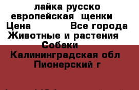 лайка русско-европейская (щенки) › Цена ­ 5 000 - Все города Животные и растения » Собаки   . Калининградская обл.,Пионерский г.